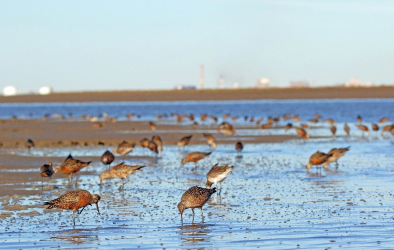 sector costero ria de bahia blanca